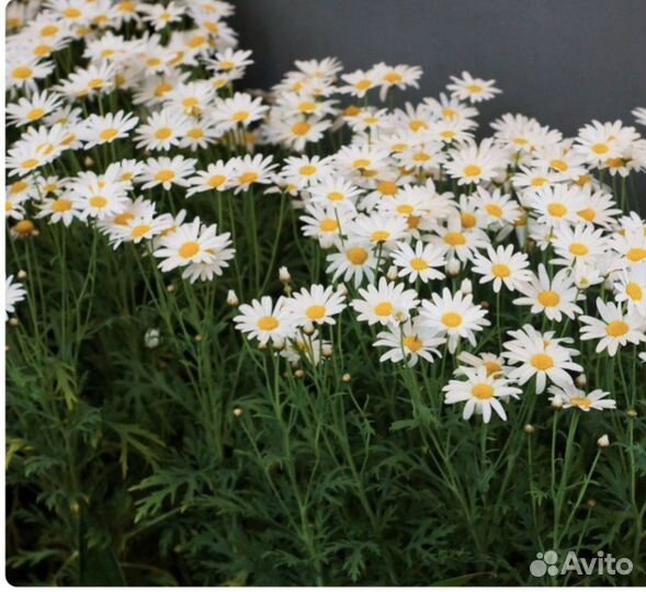 Ромашка куст цветущий с корнем