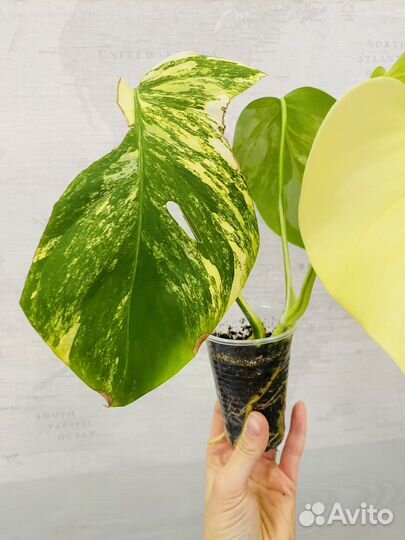 Монстера с желтой вариегатностью