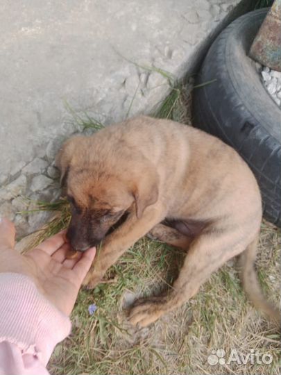 Щенок бесплатно