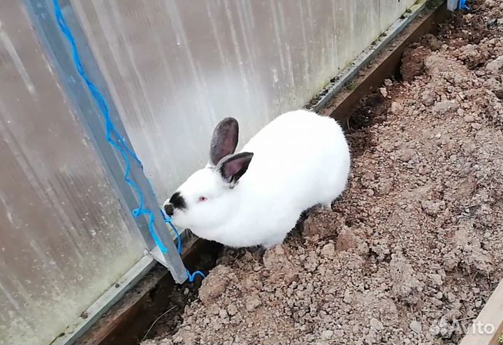 Крольчиха, крол Калифорнийская порода