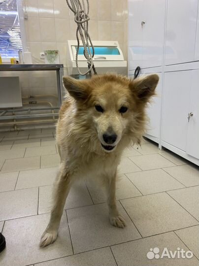 Собака ищет дом