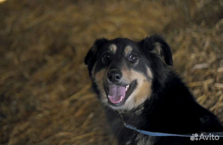 Собака красивая в дар