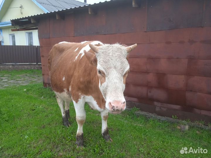 Первотелок молочной породы