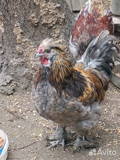 Молодые петухи