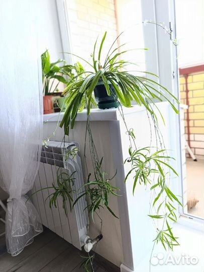 Хлорофитум