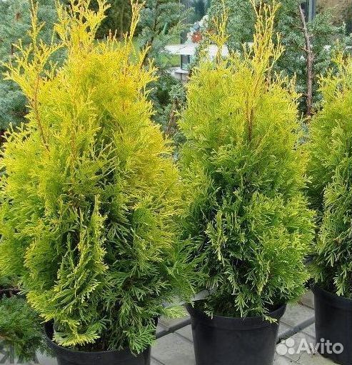 Туя Брабант доставка до участка