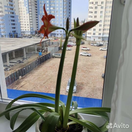 Хлорофитум