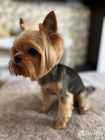 Йоркширский терьер вязка