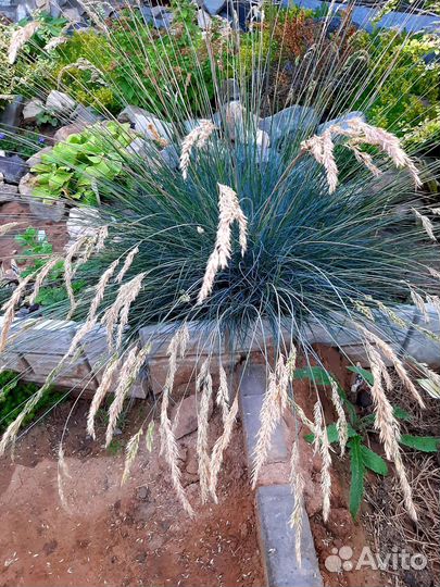 Овсяница,райграс, очитки и др. Многолетники