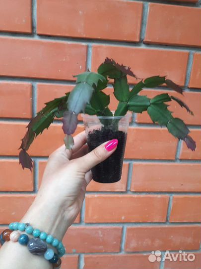 Декабрист шлюмбергера