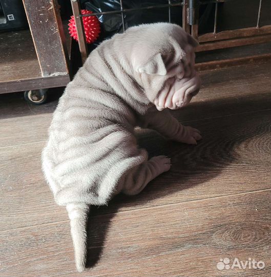 Щенки шарпей