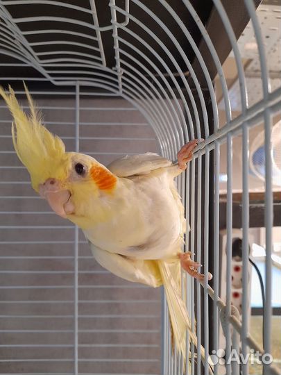 Попугай нимфа-корелла