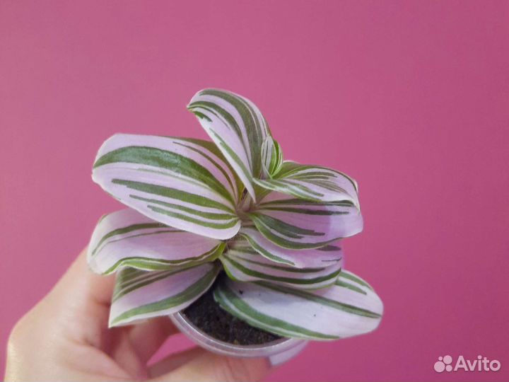 Традесканция Каллизия