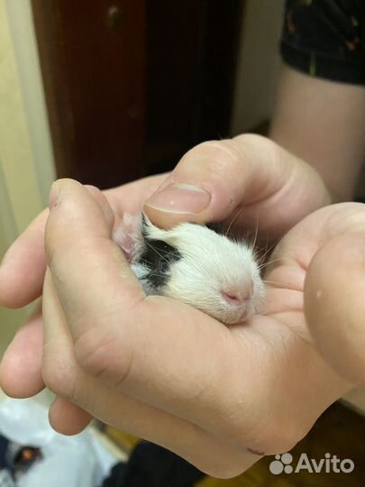 Морская свинка