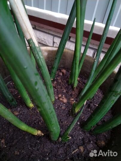 Сансевиерия, эухарис