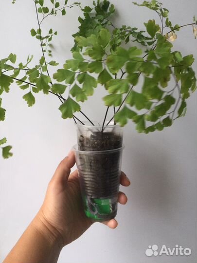 Папоротник венерин волос