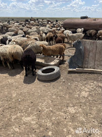 Овцы бараны ягнята