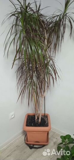Пальма драцена