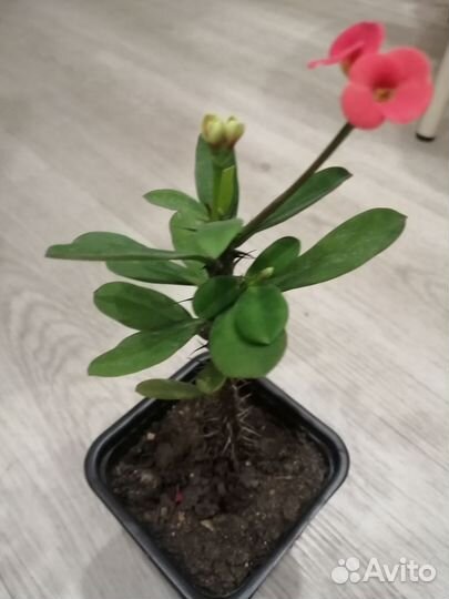 Комнатные цветы. Сансевиерия