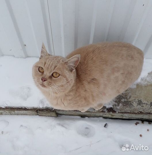 Кошка, возраст примерно 1 год