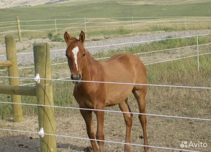 Электропастух длина изгороди 35 км