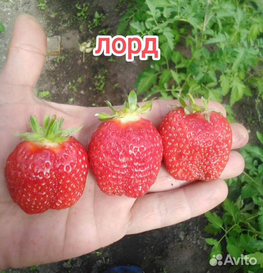 Рассада клубники, усы клубники