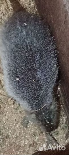 Продажа нутрий