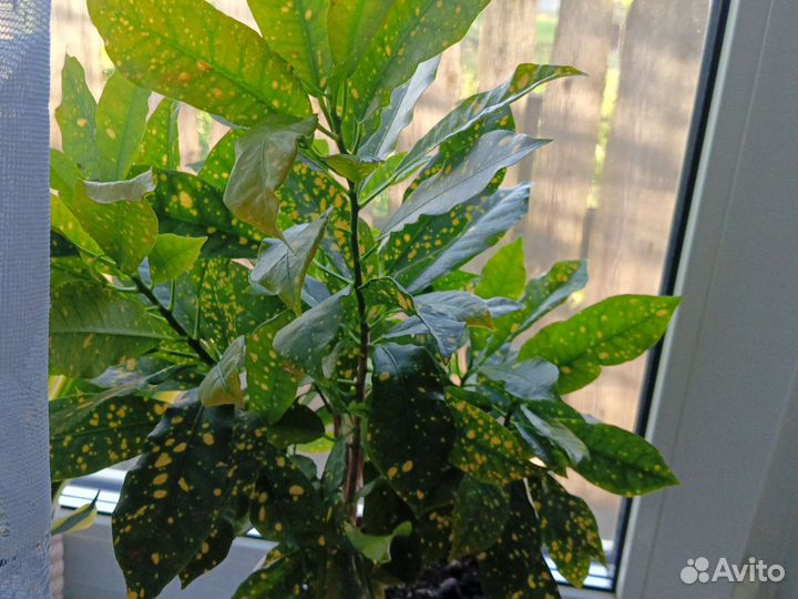 Кротон золотой