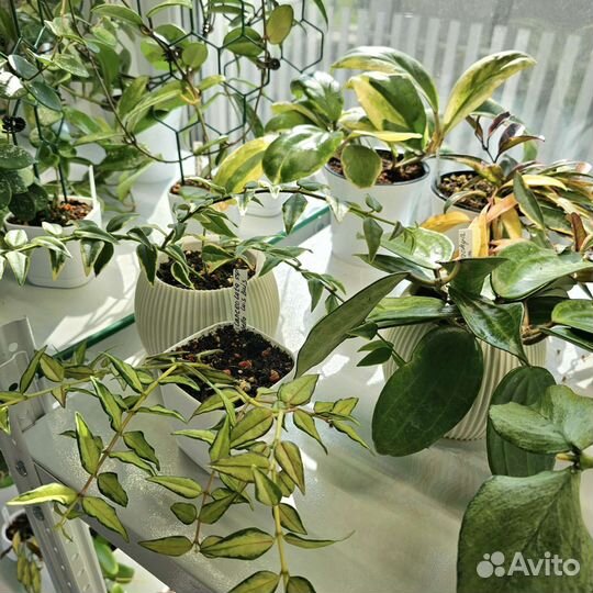 Хойя черенки укорененные