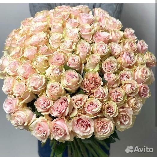 Роза Эквадор 50-80см