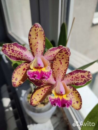 Орхидея каттлея Дуриган Посейдон