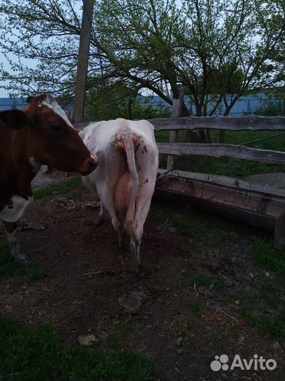 Коровы дойные молочные