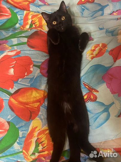 Кот в добрые руки