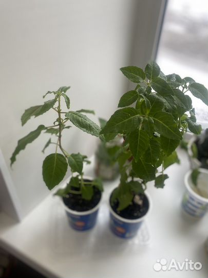 Фуксия красно-белая