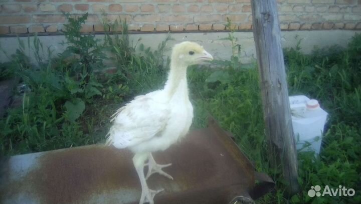 Индюшата подрощенные