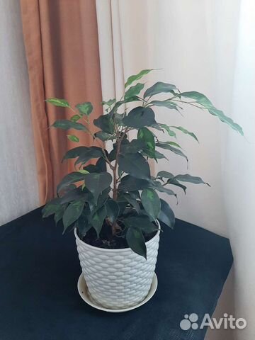 Фикус бенджамина