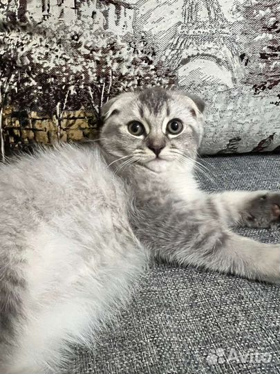 Шотландский вислоухий котик(серебристая шиншилла)