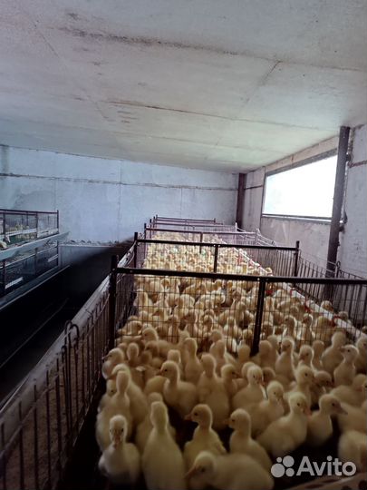 Гусята Линда суточные и подрощенные