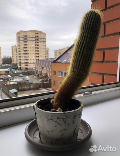 Кактусы и суккуленты