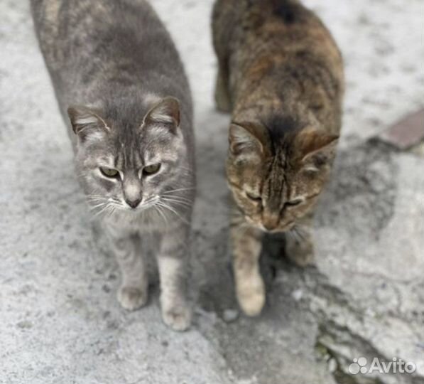 Кошки в добрые руки даром