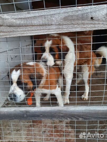 Вязка Московская сторожевая