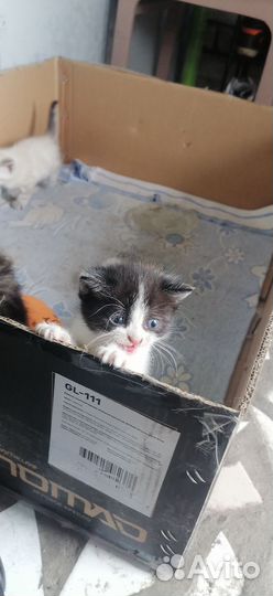 Отдам в добрые руки