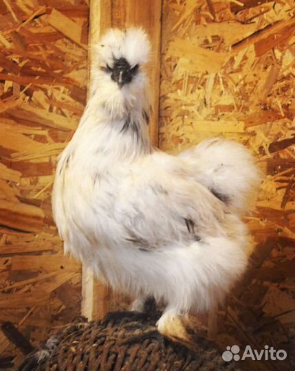 Ия и цыплята китайские шелковые, орпингтоны, брамы