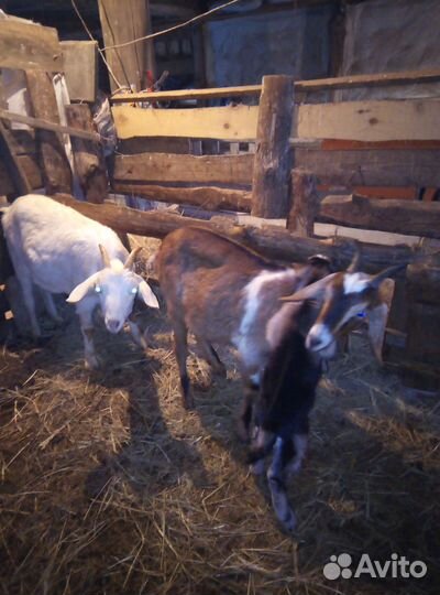 Нубийские дойные козы, козлы, молодняк