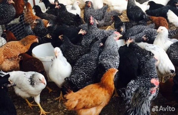 Куры молодки несушки