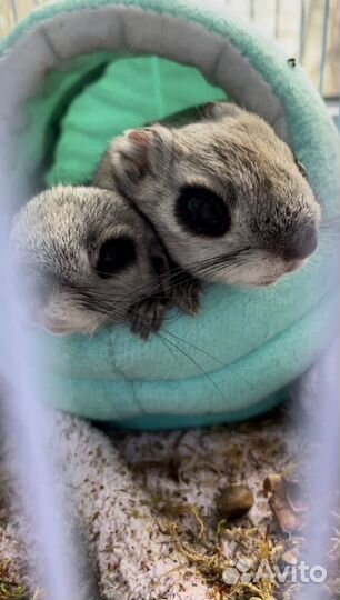 Белка летяга