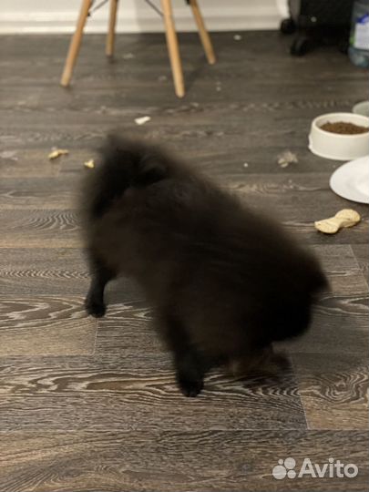 Померанский шпиц щенок девочка