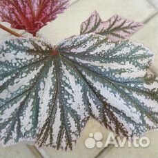 Растения домашние