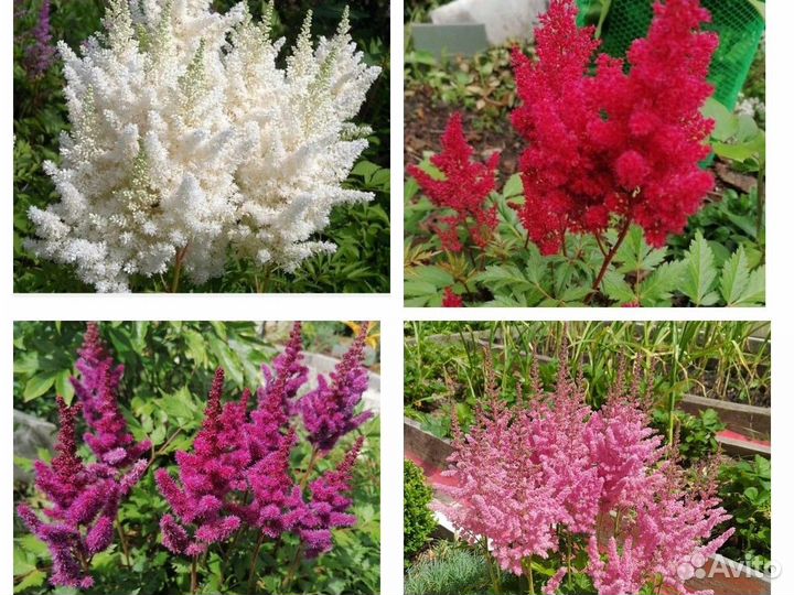 Астильба, махровые. Многолетники. Ромашка. Бордюры