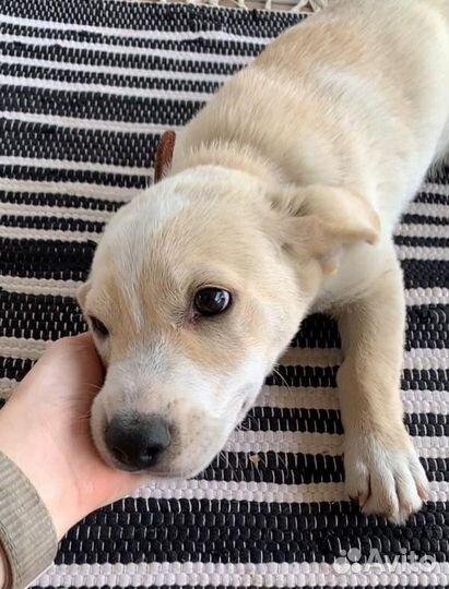 Красивый щенок коротышка